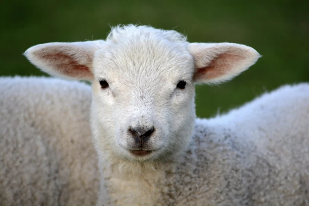 Close-up of a curious lamb with fluffy white wool and big dark eyes, set against a blurred green background, supported by veterinary medicine suppliers in Iraq and trusted veterinary nutraceutical suppliers UAE.