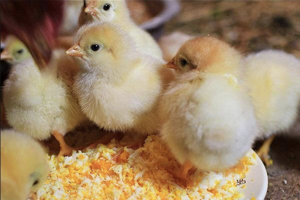 About us — A group of fluffy yellow chicks gathered around a plate of grated food, pecking curiously in a cozy environment, supported by veterinary medicine suppliers in Iraq and trusted veterinary nutraceutical suppliers UAE.