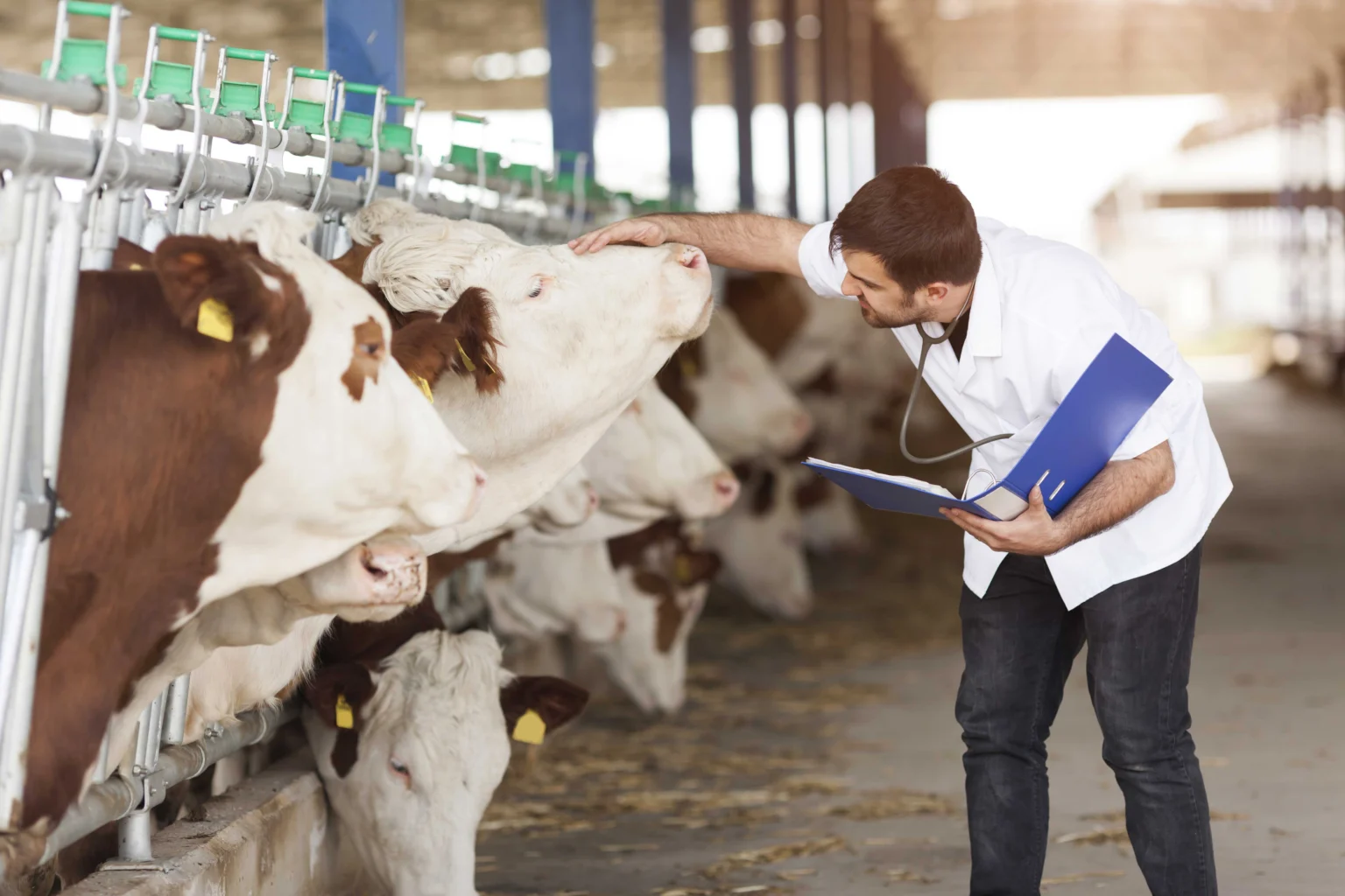 A veterinarian in a white coat gently examines a cow in a barn, holding a clipboard and observing the cow's behavior.