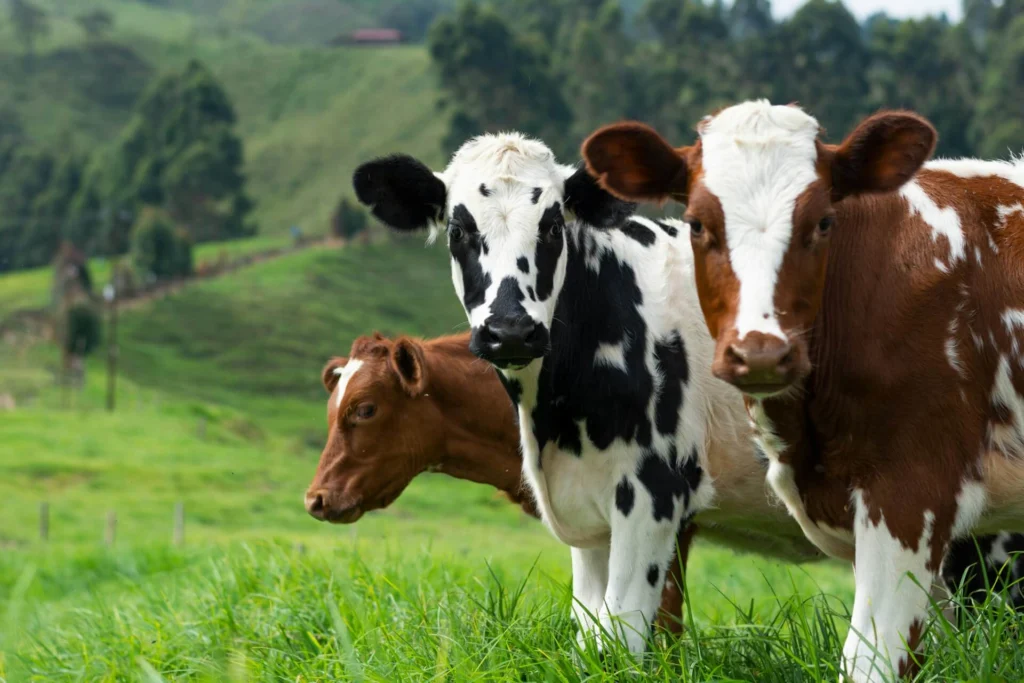 About us — Three cows brown, black and white, and red and white grazing in a lush green pasture with hills in the background, representing veterinary medicine suppliers in Iraq.