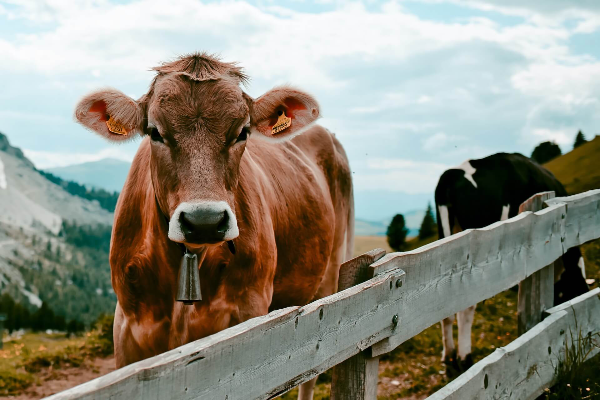 A brown cow with a bell by a wooden fence, mountains behind. HillFarm Canada: veterinary nutraceutical suppliers UAE, Guide to Preventing Diseases.