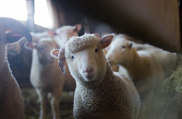 A close-up of a curious sheep in a barn, surrounded by other sheep, with soft sunlight illuminating the scene, supported by veterinary medicine suppliers in Iraq.