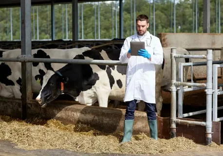 A veterinarian in a lab coat and gloves reviews data on a tablet beside a black and white dairy cow in a barn where Livestock Disinfection Products are used to ensure hygiene.