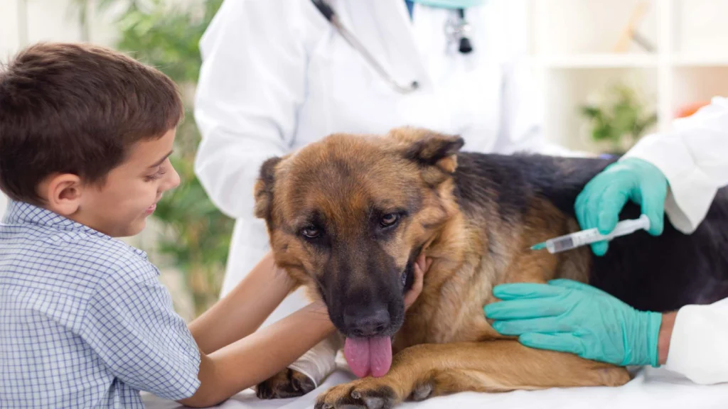 A German Shepherd receives a vaccine at a veterinary clinic, with a child gently holding the dog's head during the procedure. animal antibiotics suppliers in UAE