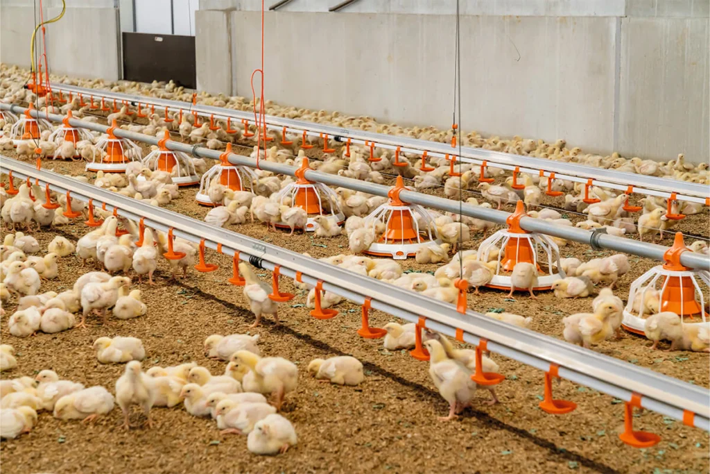 A large group of young chicks roaming on a farm floor, with feeding equipment visible in the background. Veterinary Products in uae