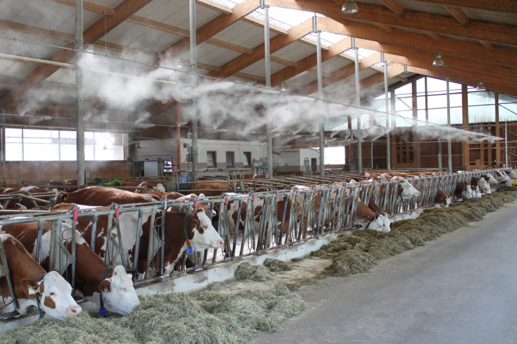 Cows feed in a well-lit barn equipped with misting systems for cooling, surrounded by hay and modern farming equipment.