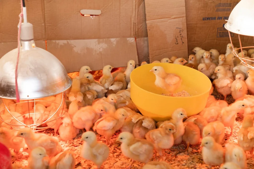 A bustling scene of numerous fluffy yellow chicks under warm lights, gathered around a yellow bowl in a cardboard shelter, supplied by veterinary medicine suppliers in Iraq.
