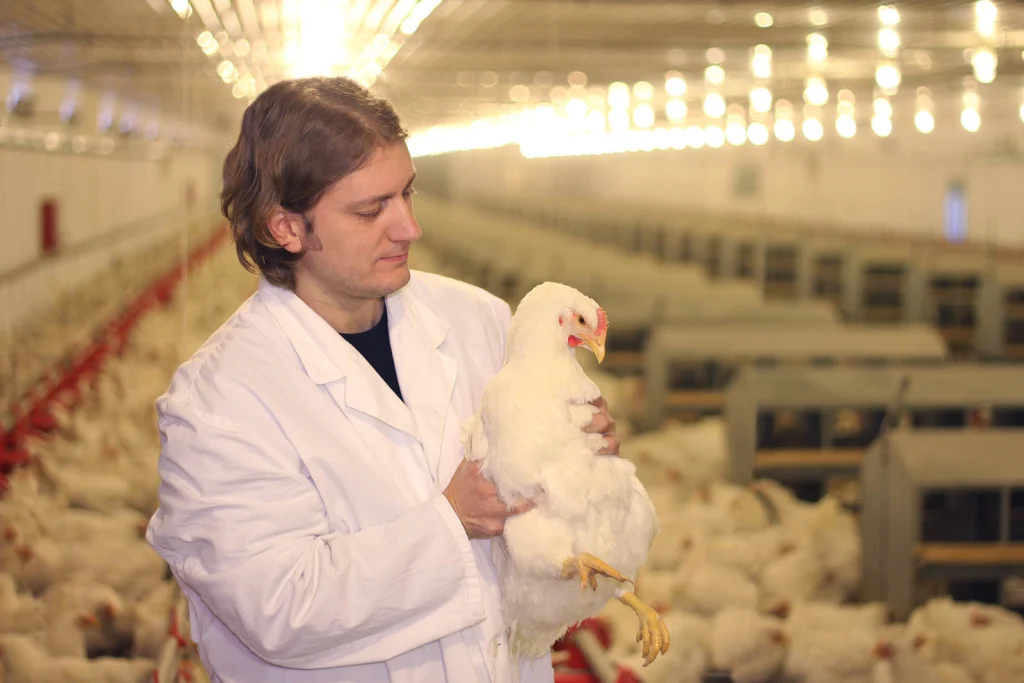 A doctor in a white lab coat holds a white chicken in a large poultry facility filled with chickens and bright overhead lights. veterinary products