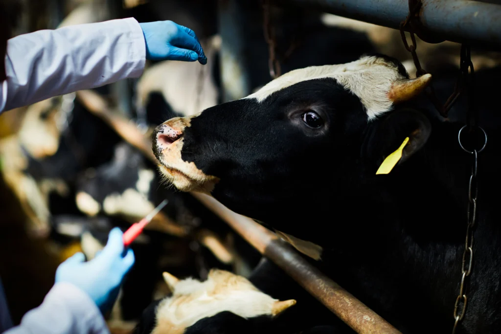 A vet in a white coat uses a syringe to examine a black and white dairy cow in a holding area. veterinary supplier