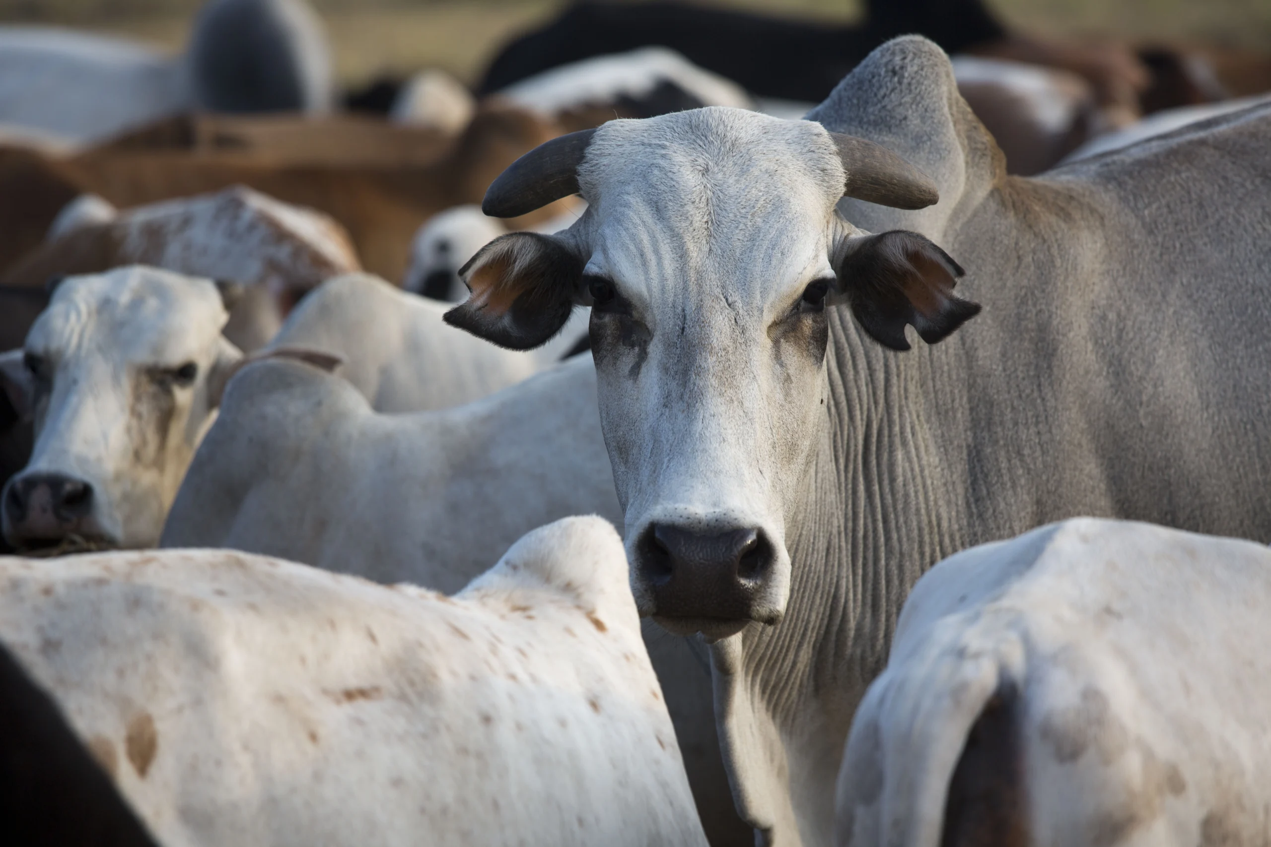 A close-up of a gray-white cow surrounded by other cattle in a herd, highlighting its distinctive features and attentive gaze—ideal for promoting quality livestock veterinary products.