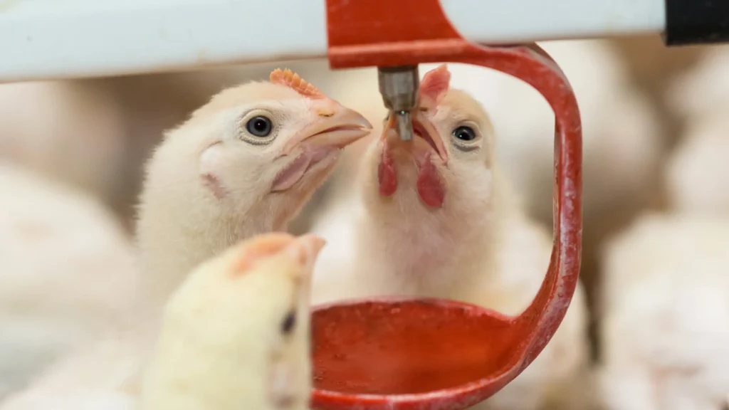 Two young chicks peck at a water source while others blur in the background, highlighting a nurturing environment and the need for Coccidiosis Medicine, For Poultry.
