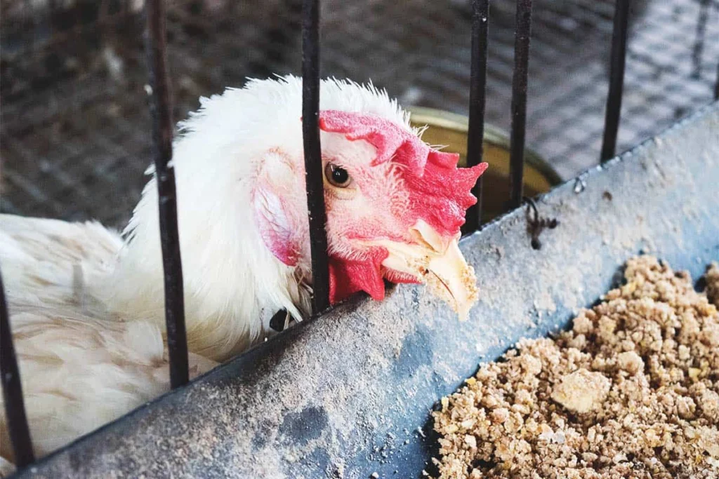 Coccidiosis Treatment Poultry UAE