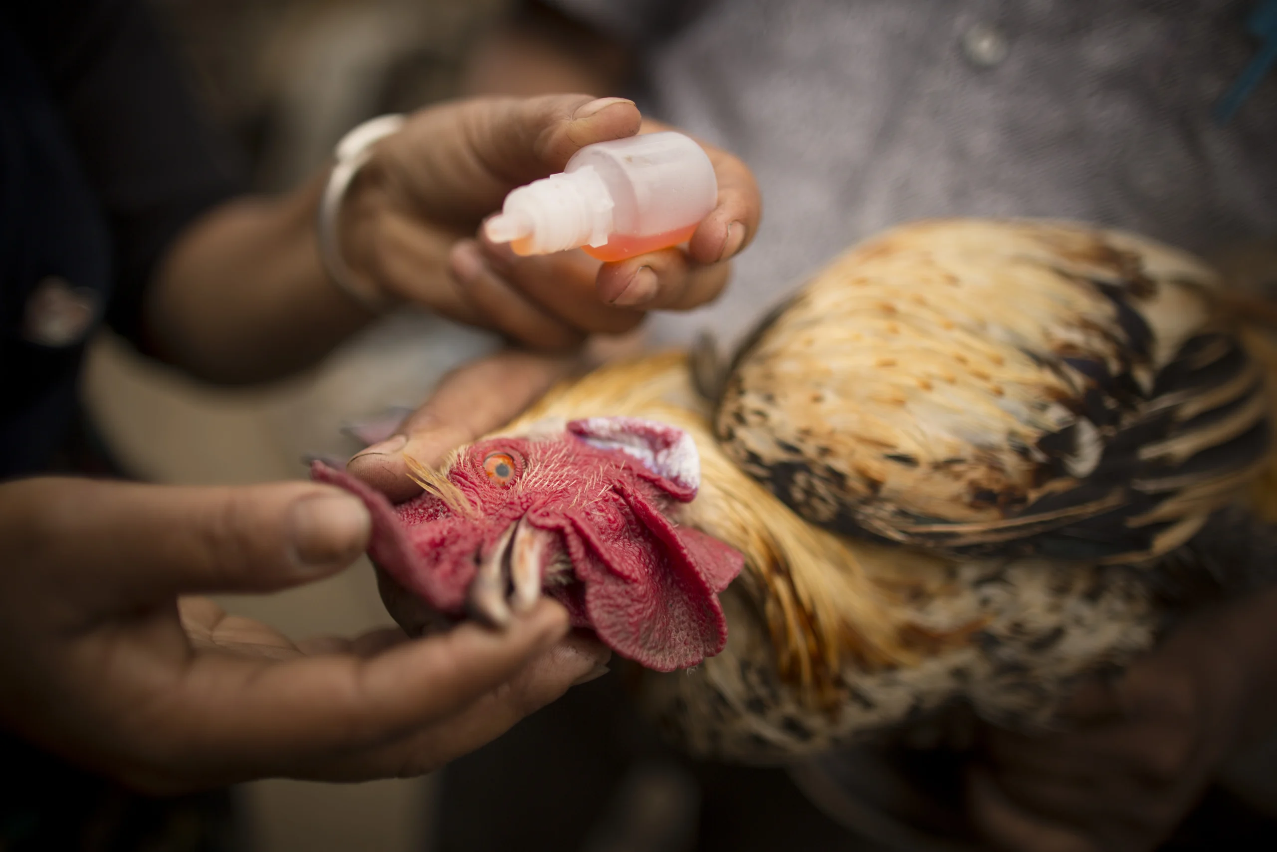 A close-up of a person administering Coccidiosis Medicine, For Poultry, directly into the beak of a vibrant rooster — emphasizing proper animal care and poultry health practices.