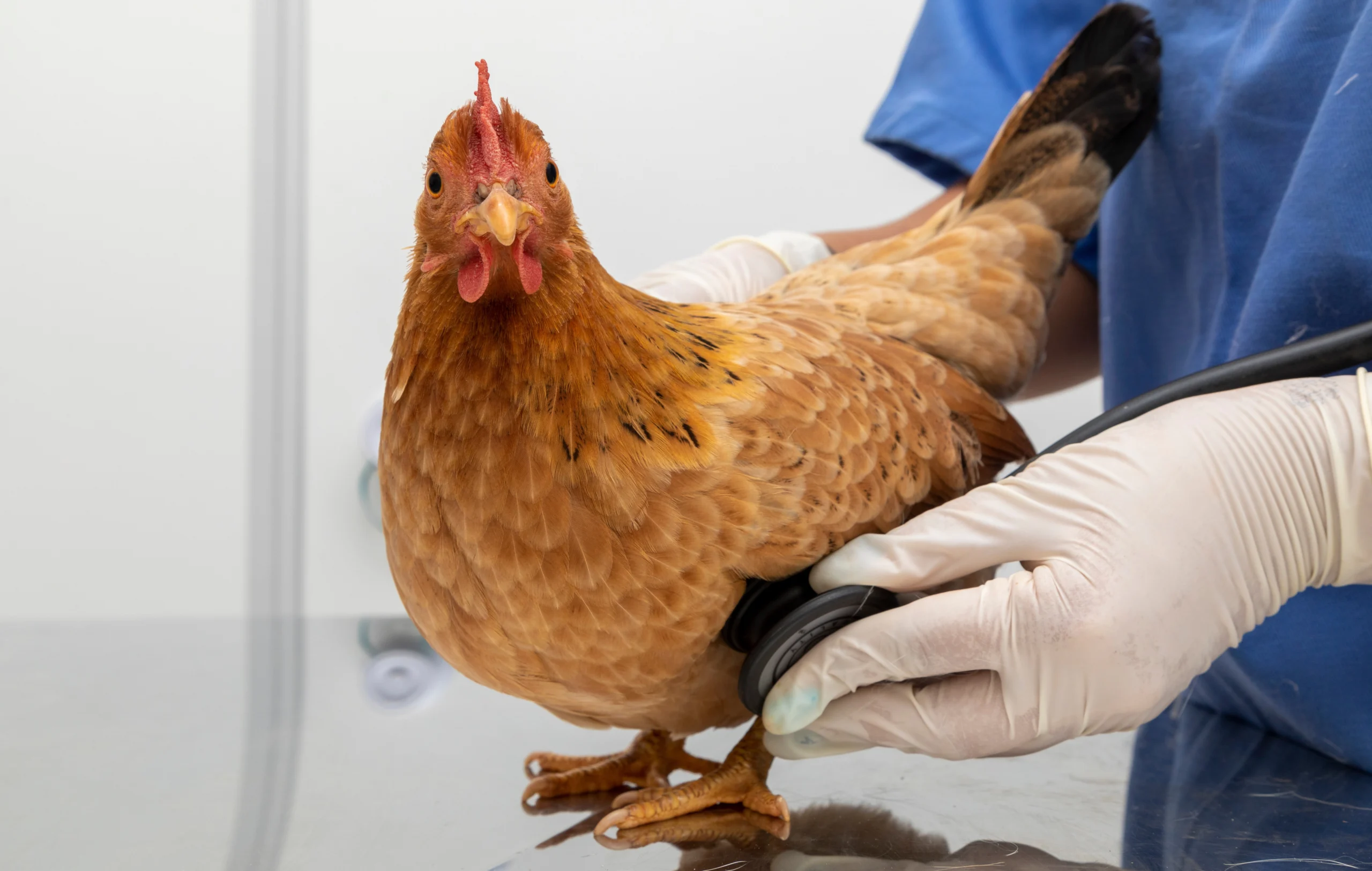 A veterinarian wearing gloves uses a stethoscope to check a brown hen on a metal examination table, evaluating the bird's condition before prescribing Poultry and Livestock Medicine.