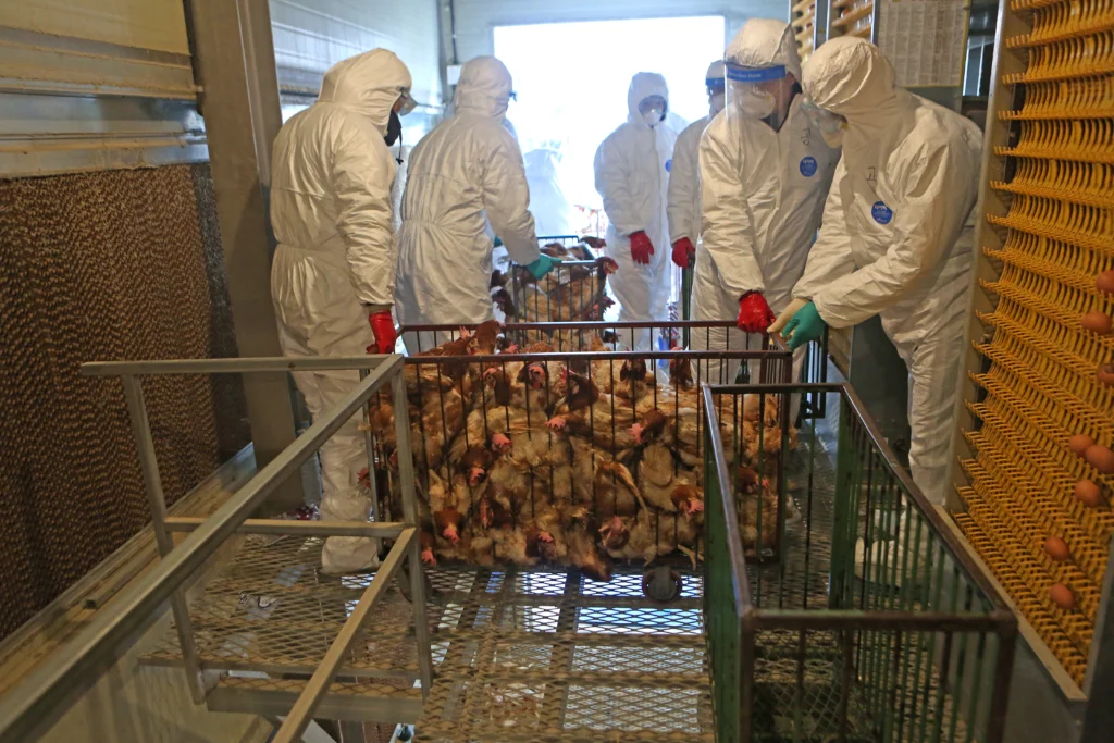 Workers in protective gear move a cart full of poultry inside a farming facility, preparing for inspection or treatment with Poultry and Livestock Medicine amid crates and industrial equipment.