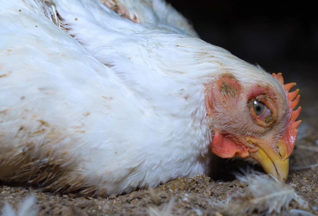 A close-up of a white chicken resting on the ground, showing detailed feathers, skin, and eye—perfectly illustrating the importance of effective veterinary products.