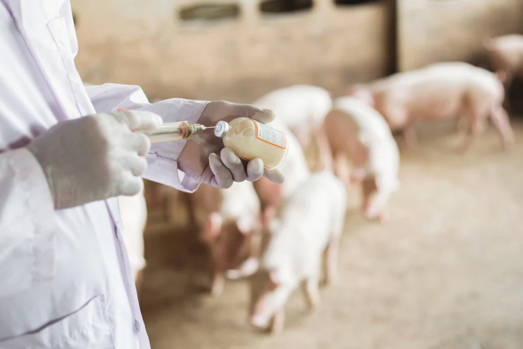 A veterinarian in gloves prepares a syringe from a bottle, with pigs in the background — illustrating farm-level care provided by animal antibiotics suppliers.