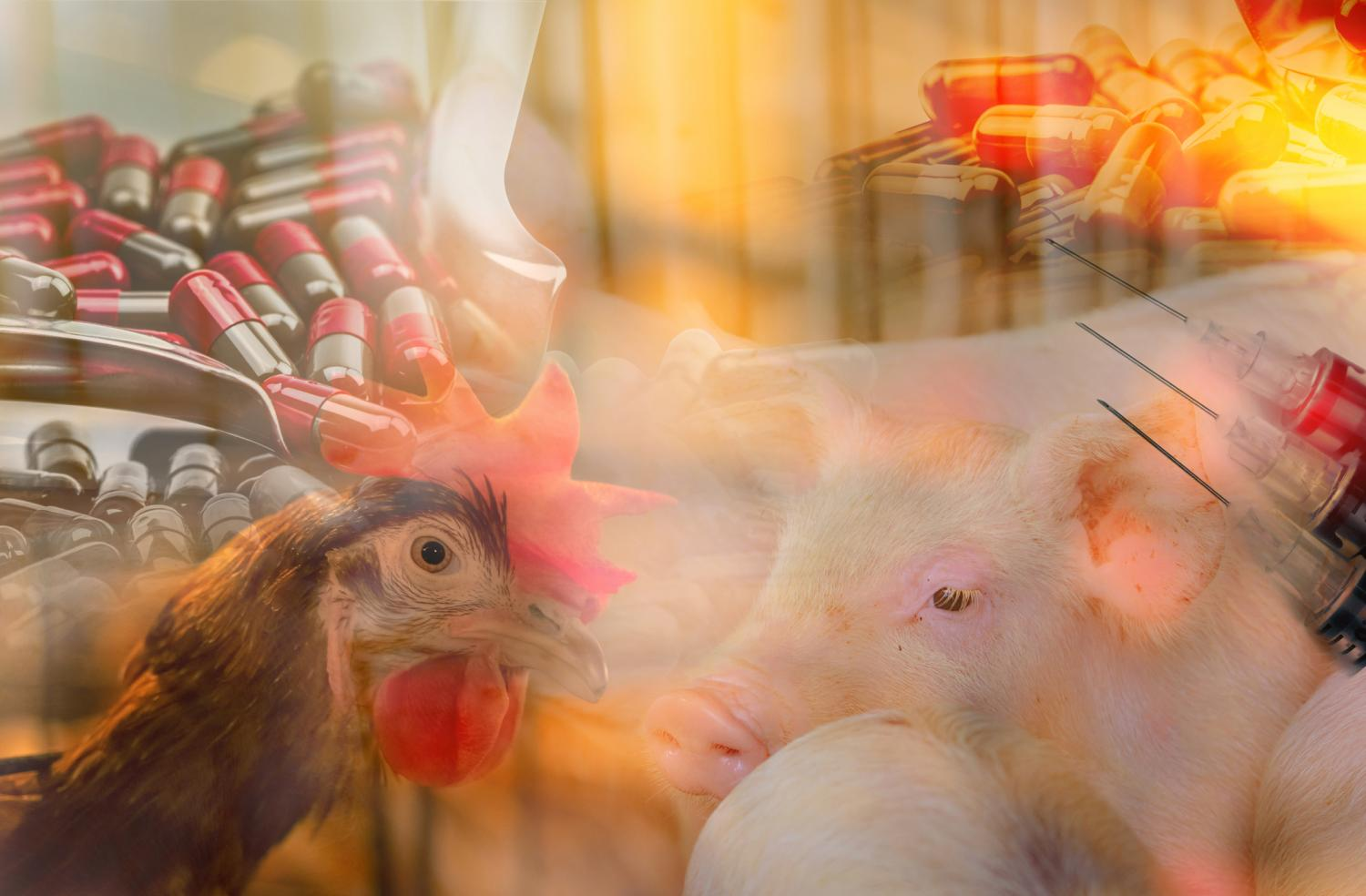 A chicken and a pig overlaid with capsules and syringes, representing veterinary medicine and livestock health, supported by trusted animal antibiotics suppliers.