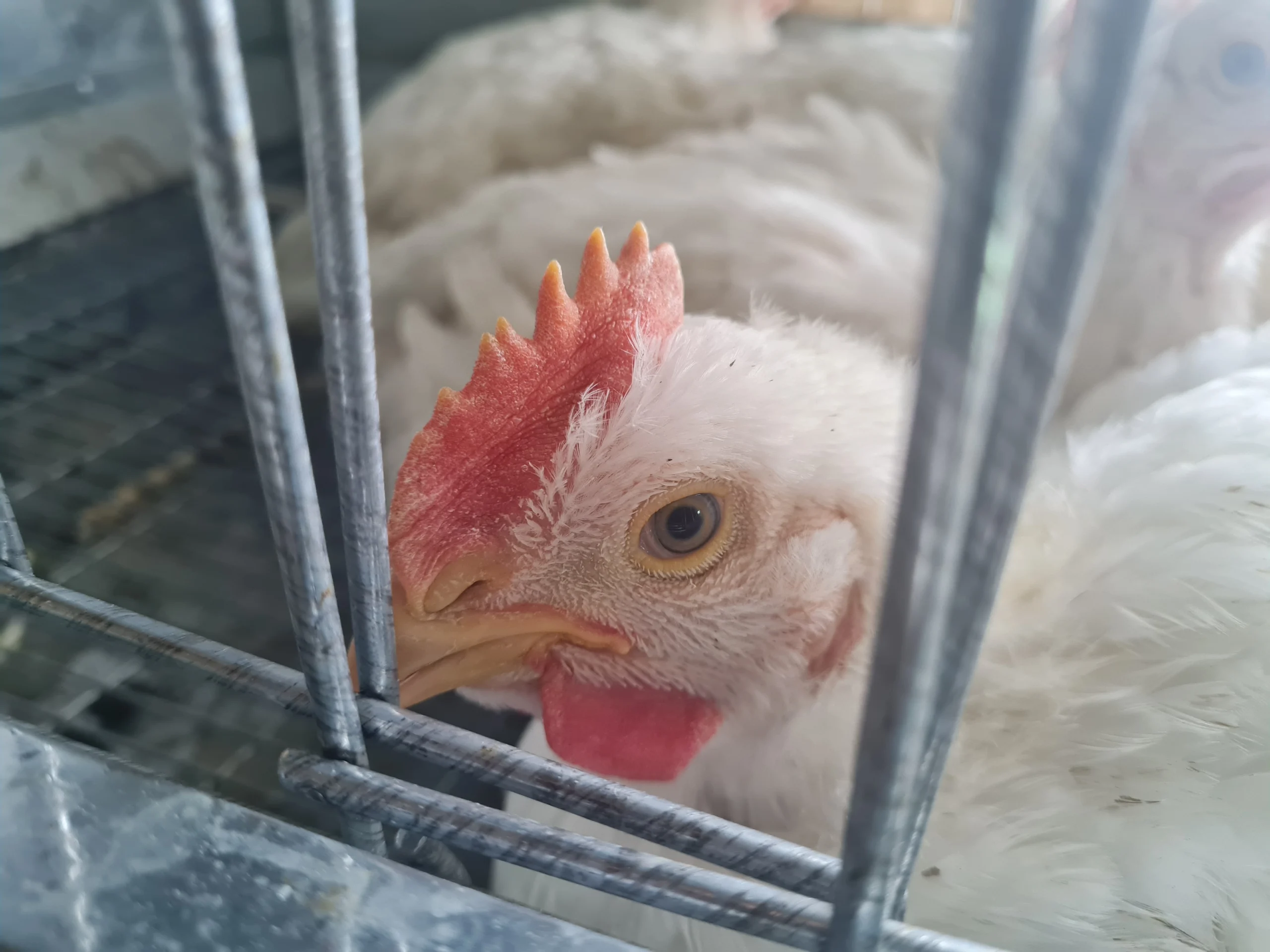 coccidiosis-treatment