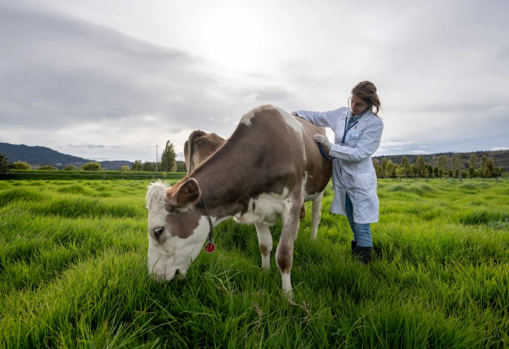 A veterinary medicine supplier in a white lab coat examines a brown and white cow grazing in a lush green pasture, with mountains in the background.