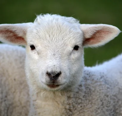 Close-up of a curious lamb with fluffy white wool and big dark eyes, set against a blurred green background, supported by veterinary medicine suppliers in Iraq and trusted veterinary nutraceutical suppliers UAE.