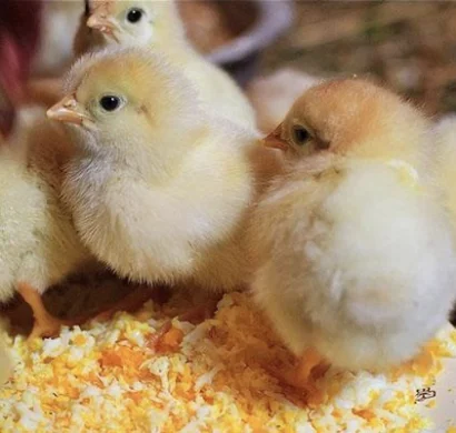 About us — A group of fluffy yellow chicks gathered around a plate of grated food, pecking curiously in a cozy environment, supported by veterinary medicine suppliers in Iraq and trusted veterinary nutraceutical suppliers UAE.