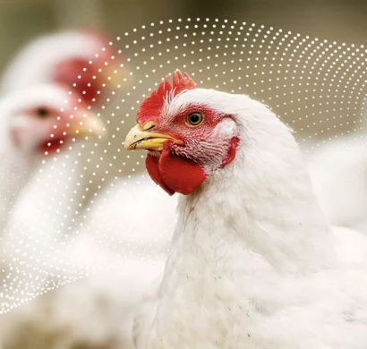 Close-up of a white chicken with a red comb, surrounded by blurred chickens in a natural setting, supplied by veterinary medicine suppliers in Iraq and trusted veterinary nutraceutical suppliers UAE.