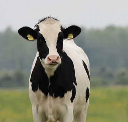 A curious black-and-white Holstein cow stands in a lush green field, gazing directly at the camera, supported by veterinary medicine suppliers in Iraq and trusted veterinary nutraceutical suppliers UAE for optimal animal health solutions.