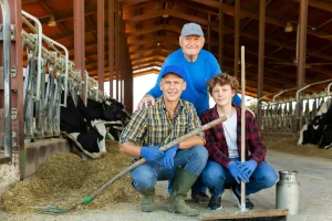 About us - Three farmers in a barn with cows, hay, farming tools, and a milk canister, representing farm work and dairy production.