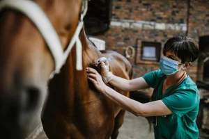 A veterinarian administers an injection to a chestnut horse in a barn, showcasing care and professionalism.