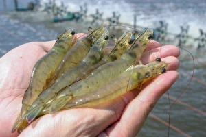 A hand holds several large, translucent shrimp against a backdrop of water and aquaculture equipment.